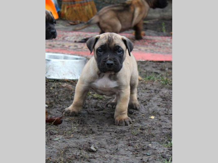 presa canario štenci šampionskog porekla besplatni mali oglasi