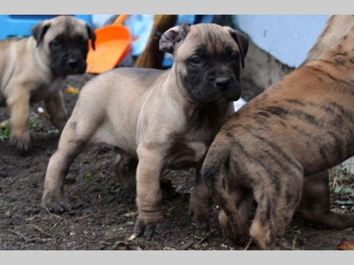 presa canario štenci šampionskog porekla besplatni mali oglasi