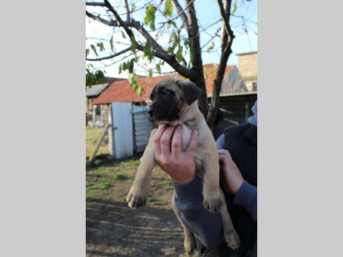 presa canario štenci šampionskog porekla besplatni mali oglasi