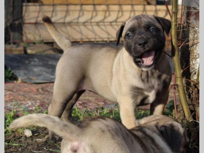 presa canario štenci šampionskog porekla besplatni mali oglasi