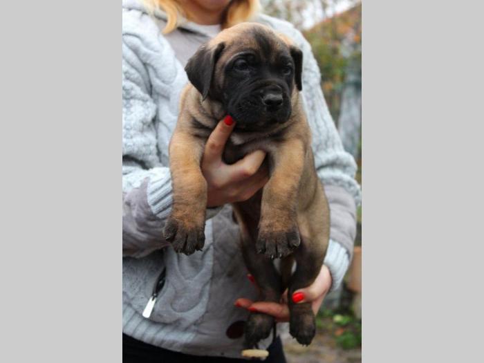 presa canario štenci šampionskog porekla besplatni mali oglasi