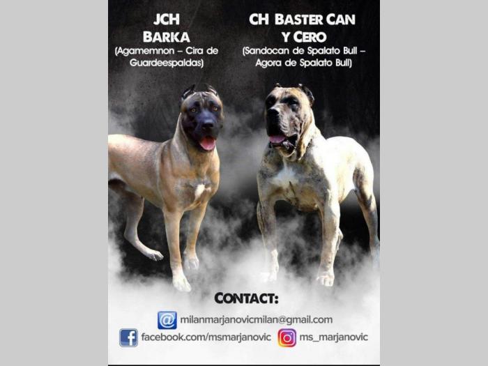 presa canario štenci šampionskog porekla besplatni mali oglasi