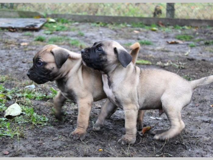 presa canario štenci šampionskog porekla besplatni mali oglasi