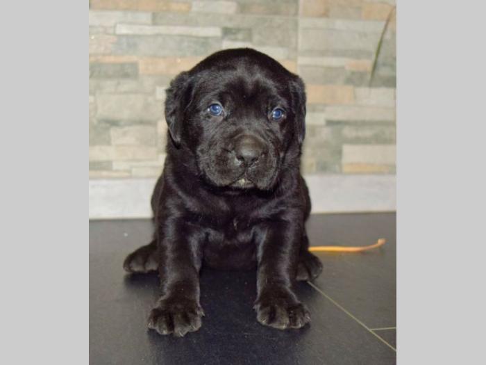 cane corso štenci besplatni mali oglasi