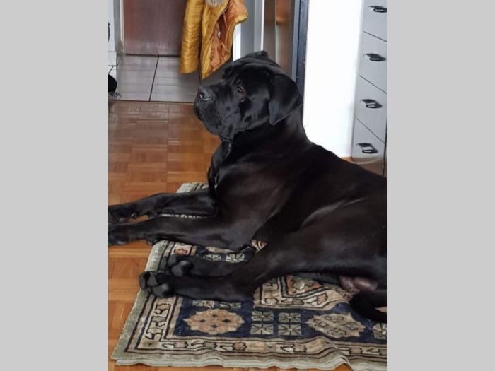 cane corso štenci besplatni mali oglasi
