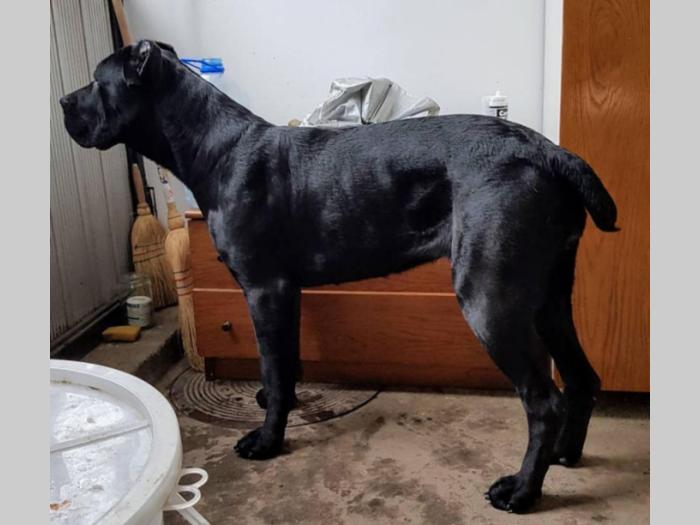 cane corso štenci besplatni mali oglasi