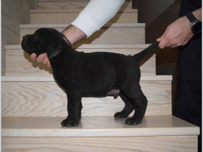 cane corso štenci besplatni mali oglasi