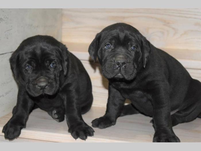 cane corso štenci besplatni mali oglasi