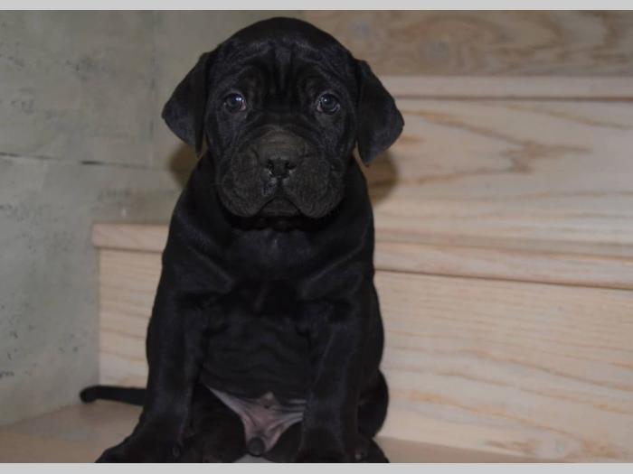 cane corso štenci besplatni mali oglasi
