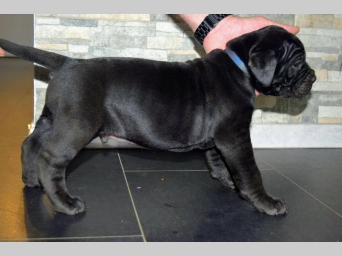 cane corso štenci besplatni mali oglasi