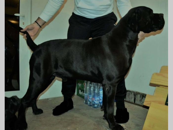 cane corso štenci besplatni mali oglasi