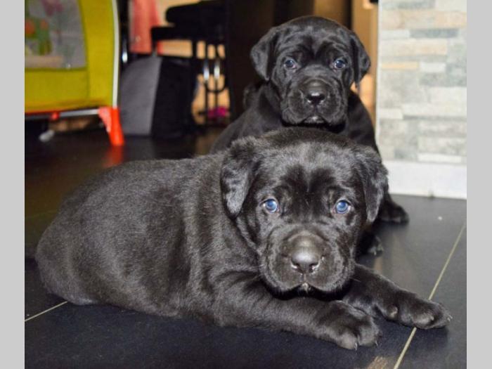 cane corso štenci besplatni mali oglasi
