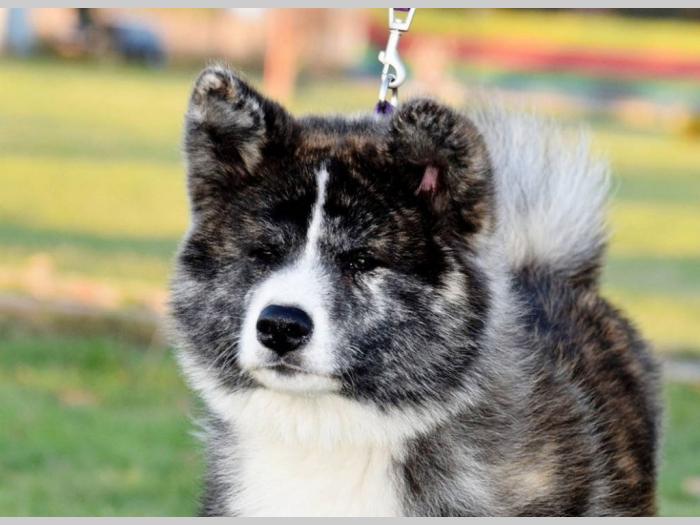 akita inu tigrasti mužjak na prodaju k besplatni mali oglasi