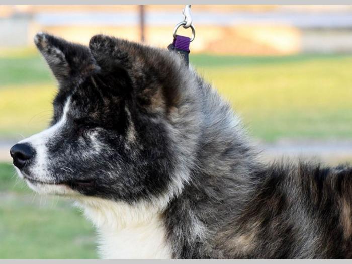 akita inu tigrasti mužjak na prodaju k besplatni mali oglasi