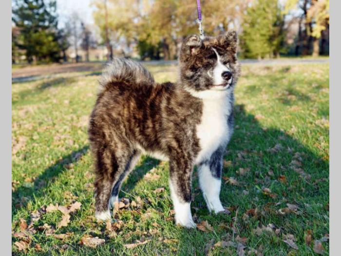 akita inu tigrasti mužjak na prodaju k besplatni mali oglasi