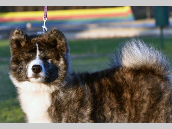 akita inu tigrasti mužjak na prodaju k besplatni mali oglasi