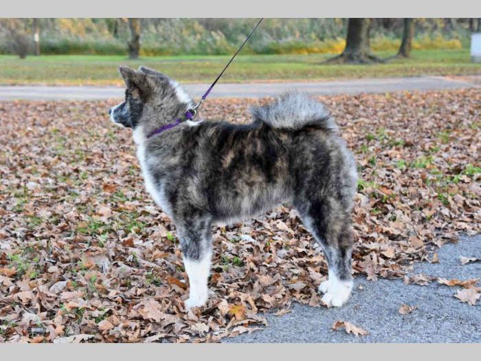 akita inu tigrasti mužjak na prodaju k besplatni mali oglasi