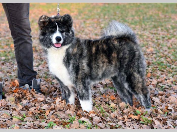 akita inu tigrasti mužjak na prodaju k besplatni mali oglasi