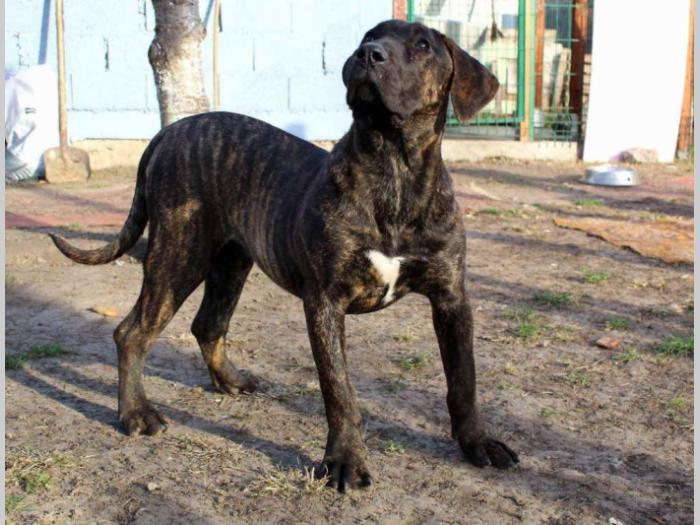 prvobirano žensko štene presa canario besplatni mali oglasi