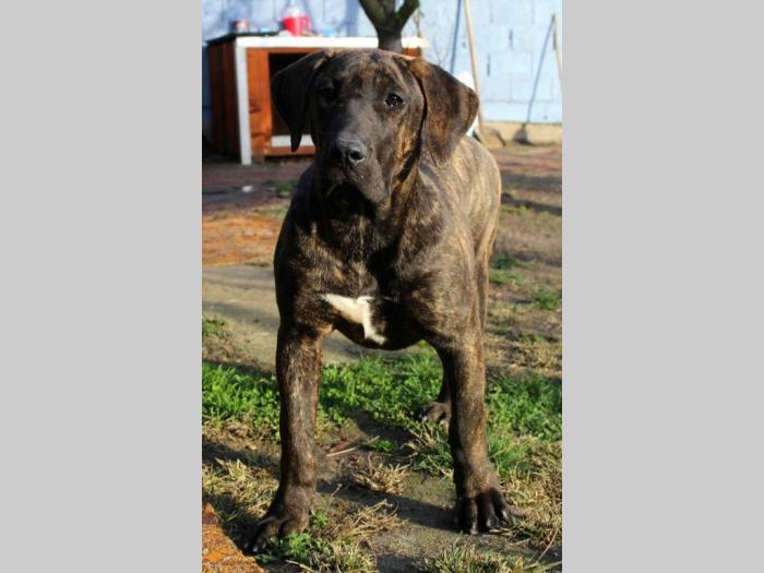 prvobirano žensko štene presa canario besplatni mali oglasi
