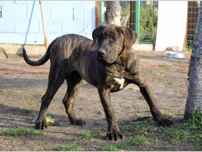 prvobirano žensko štene presa canario besplatni mali oglasi