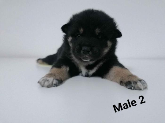 na prodaju štenci shiba inu besplatni mali oglasi