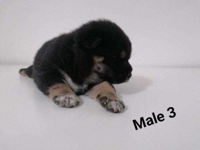 na prodaju štenci shiba inu besplatni mali oglasi