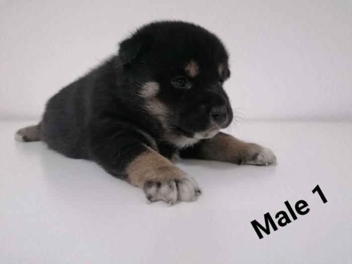 na prodaju štenci shiba inu besplatni mali oglasi