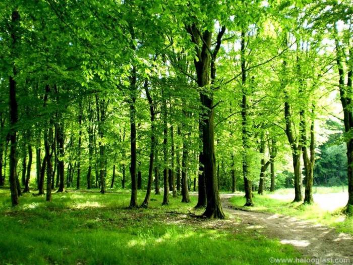 šuma hrastova odrasla, na povrini od 13 5ha besplatni mali oglasi