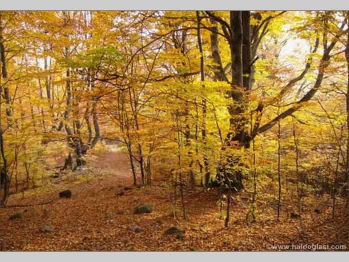 šuma hrastova odrasla, na povrini od 13 5ha besplatni mali oglasi