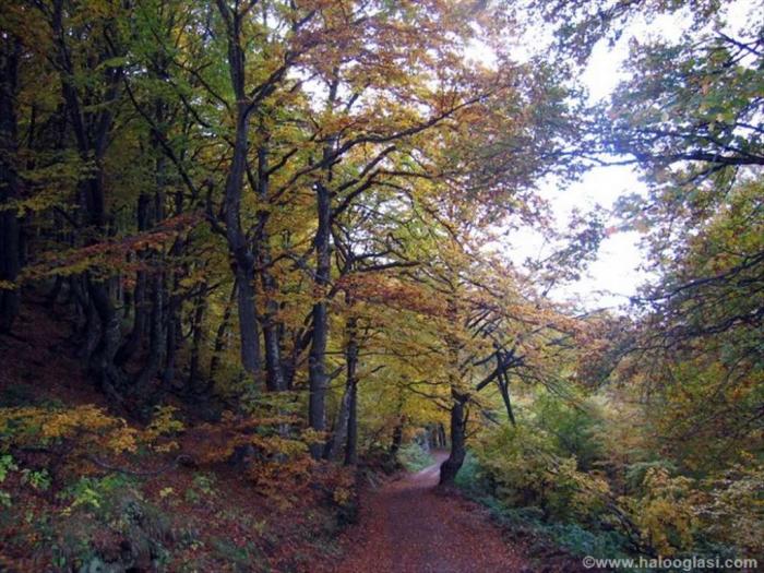 šuma hrastova odrasla, na povrini od 13 5ha besplatni mali oglasi