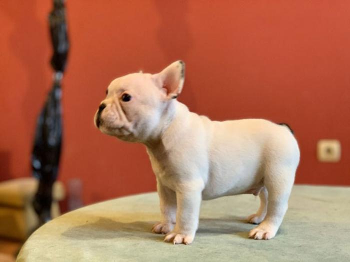 francuski buldog štenci besplatni mali oglasi