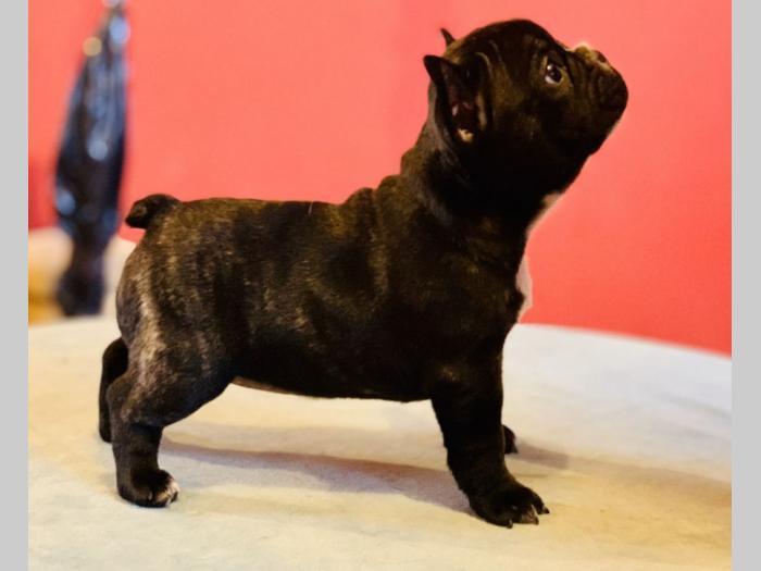 francuski buldog štenci besplatni mali oglasi