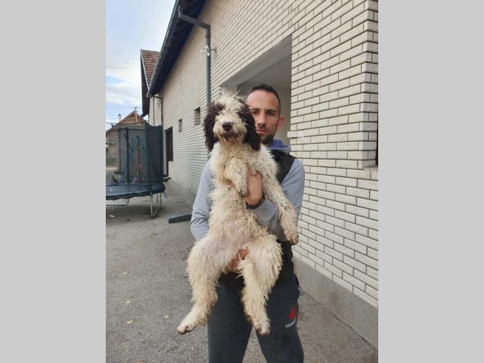 lagotto romagnolo štenci besplatni mali oglasi