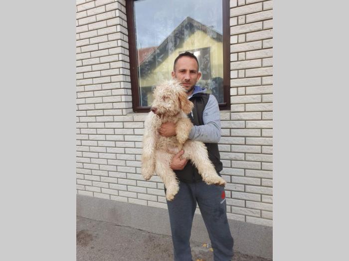 lagotto romagnolo štenci besplatni mali oglasi