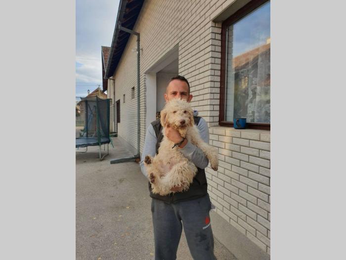 lagotto romagnolo štenci besplatni mali oglasi