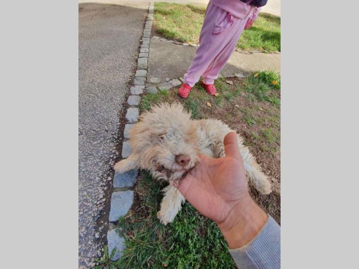 lagotto romagnolo štenci besplatni mali oglasi
