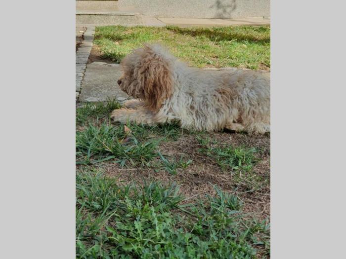 lagotto romagnolo štenci besplatni mali oglasi