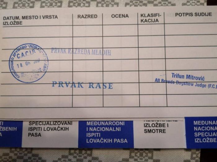 džek rasel terijer slobodan za parenje besplatni mali oglasi