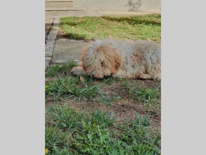 lagotto romagnolo štenci besplatni mali oglasi