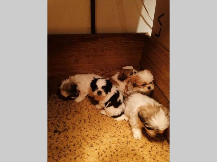 šicu trikolor štenci besplatni mali oglasi