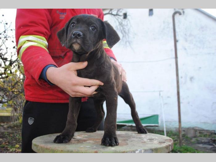kane korso štenci besplatni mali oglasi