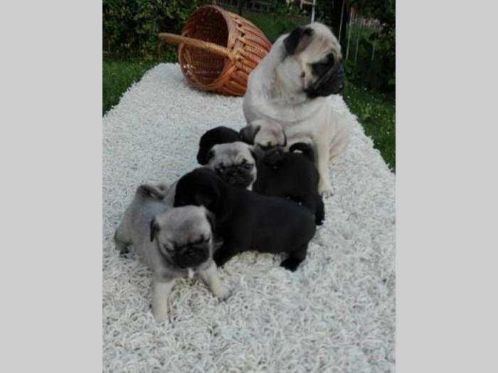 mops vrhunske ženkice besplatni mali oglasi