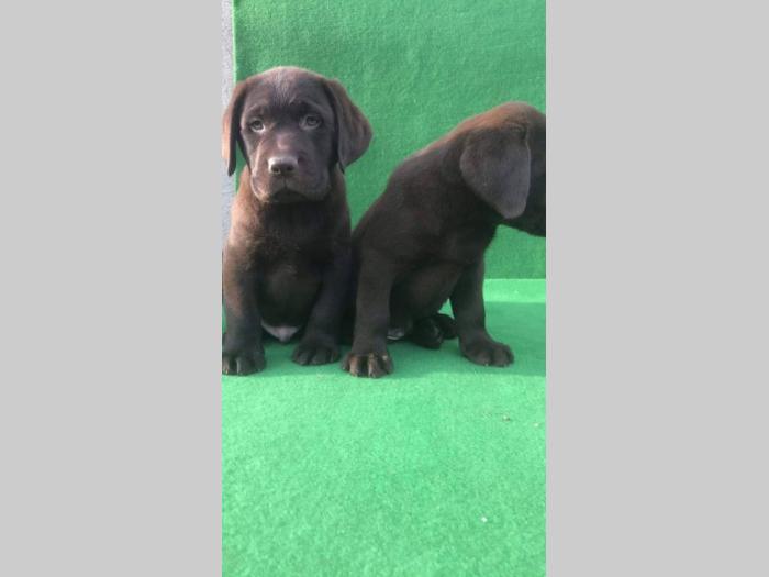 labrador retriver štenci besplatni mali oglasi