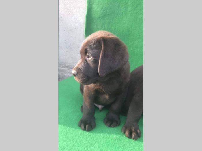 labrador retriver štenci besplatni mali oglasi