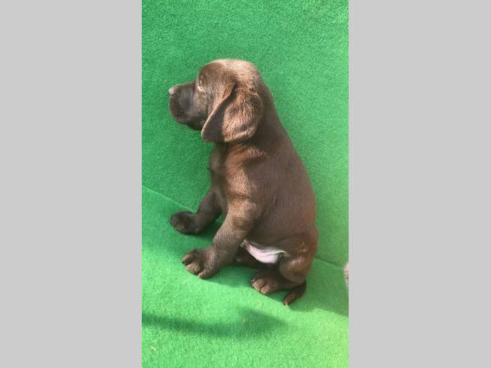 labrador retriver štenci besplatni mali oglasi
