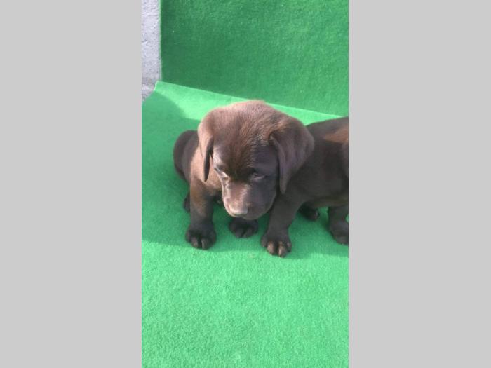 labrador retriver štenci besplatni mali oglasi