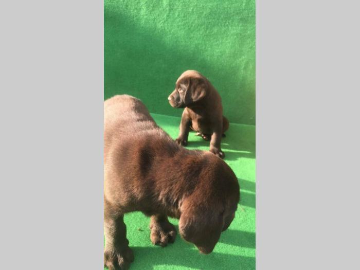 labrador retriver štenci besplatni mali oglasi