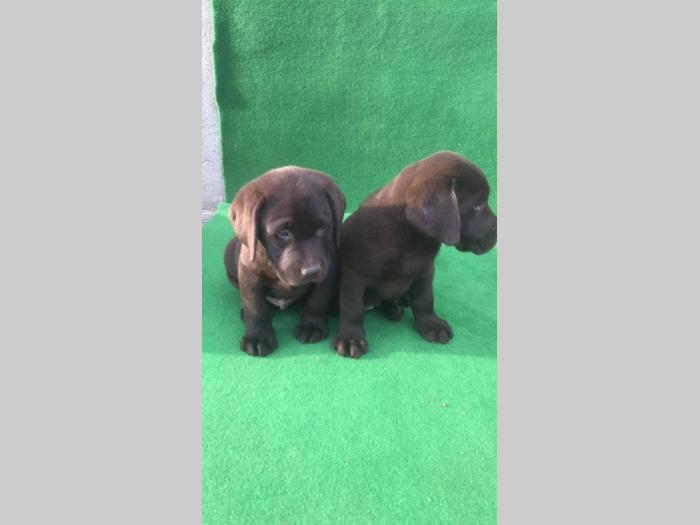 labrador retriver štenci besplatni mali oglasi