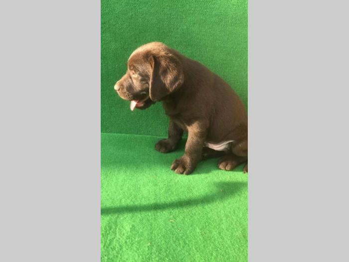 labrador retriver štenci besplatni mali oglasi